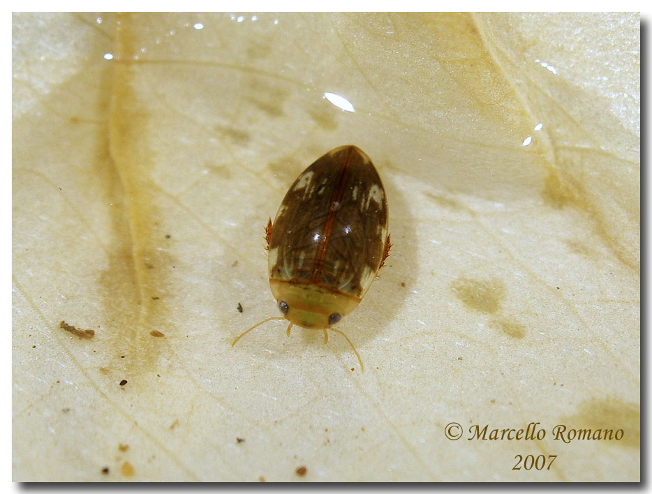 Mondo sommerso: 3. Laccophilus hyalinus (Dytiscidae)